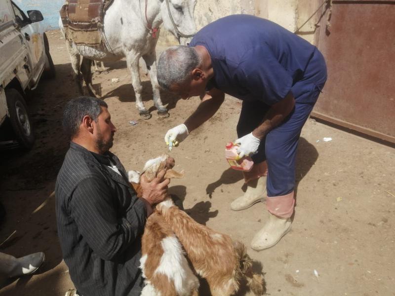 جانب من القافلة 