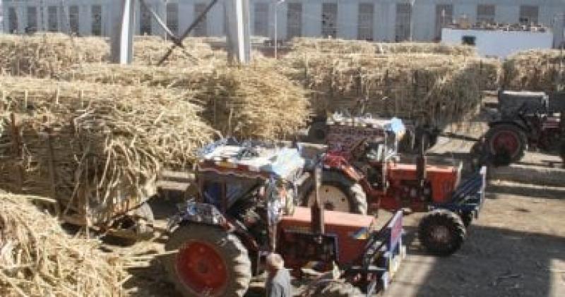 موسم عصير القصب وإنتاج السكر
