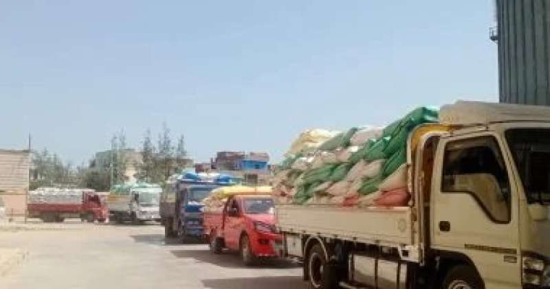 توريد قمح 