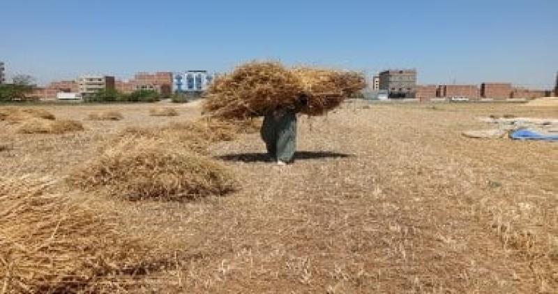 توريد القمح 