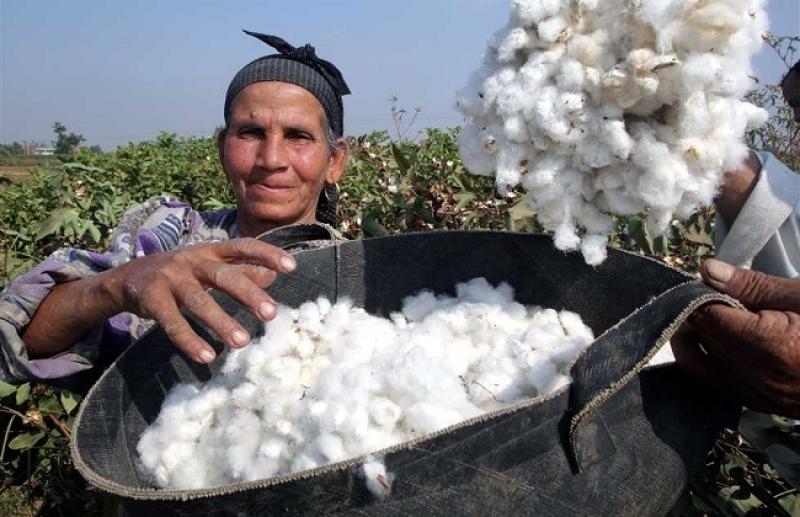 القطن المصرى