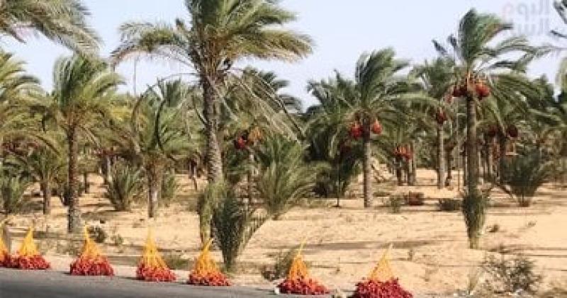محصول نخيل البلح