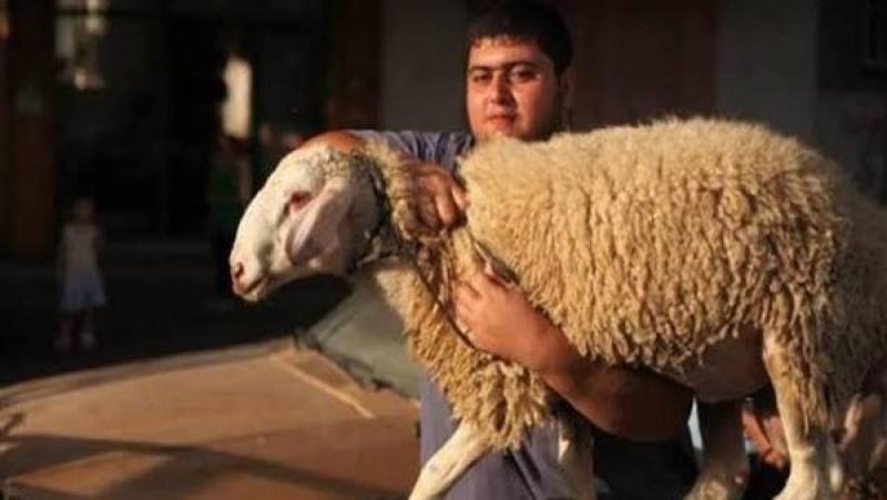 أضاحي العيد