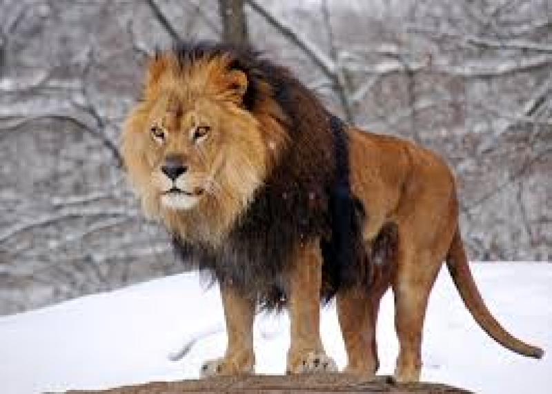  الاسد