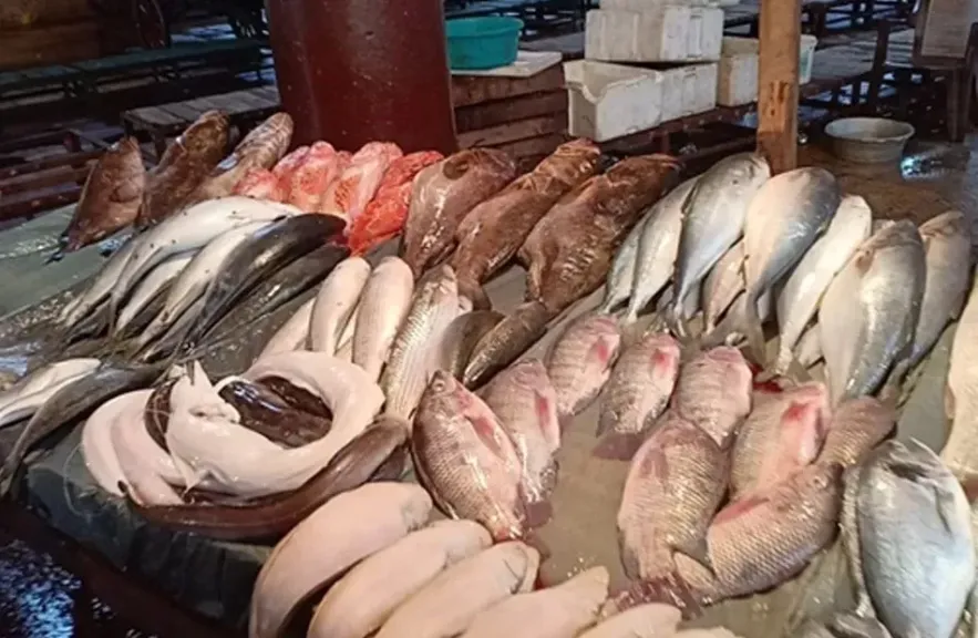 أسعار الجمبري والسبيط