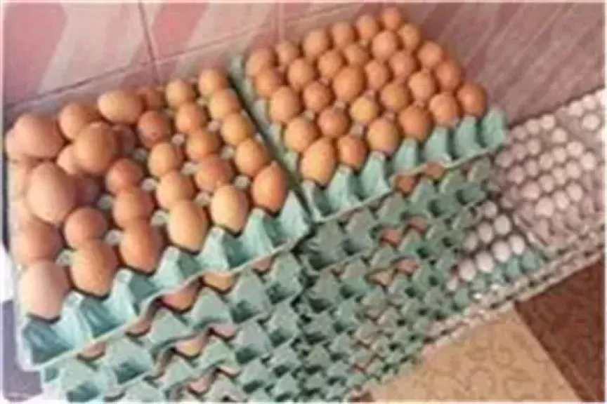 اسعار البيض