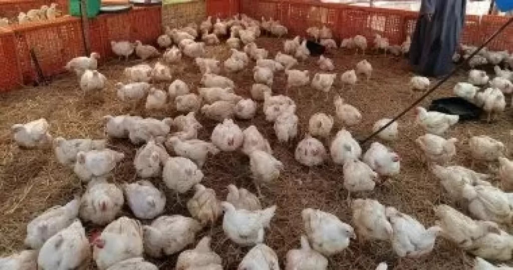 الفراخ الحمراء