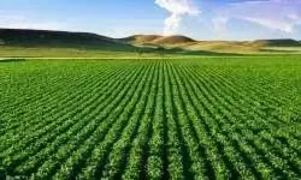 البحوث الزراعية