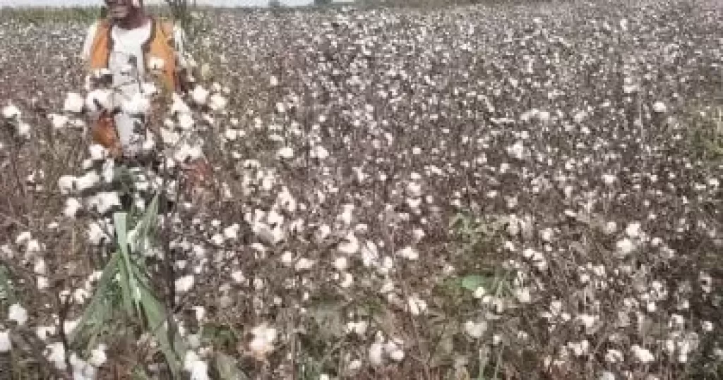 القطن