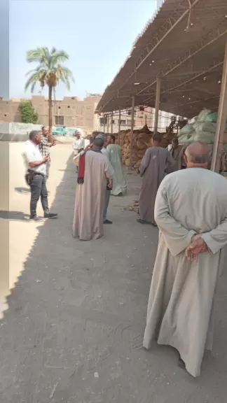 شونه القمح