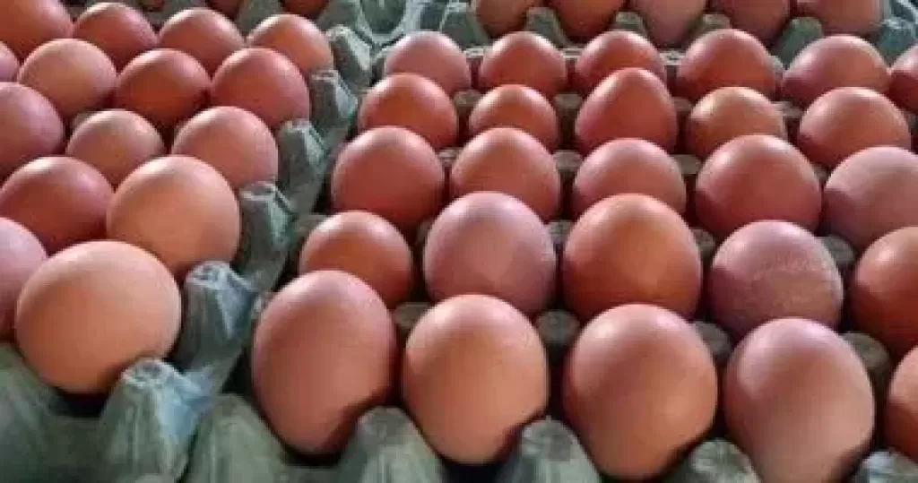 بيض المائدة