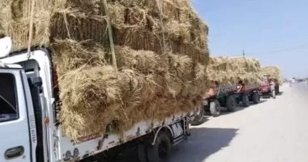 قش الارز