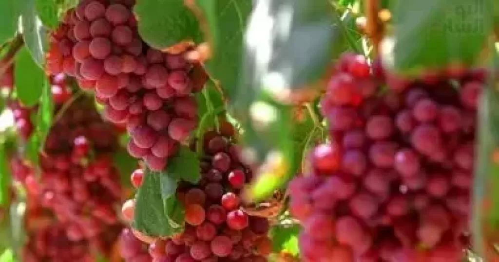 العنب