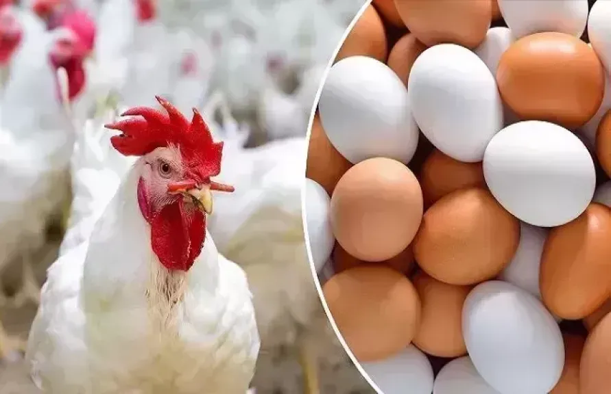 الفراخ البيضاء 