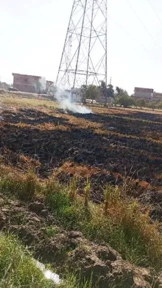  قش الأرز