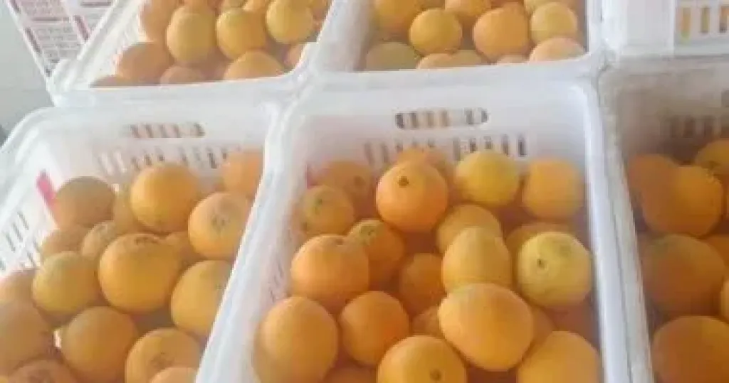 تصدير البرتقال 