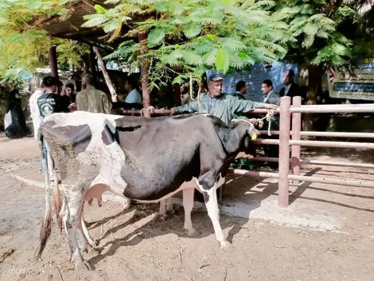 قافلة بيطرية 