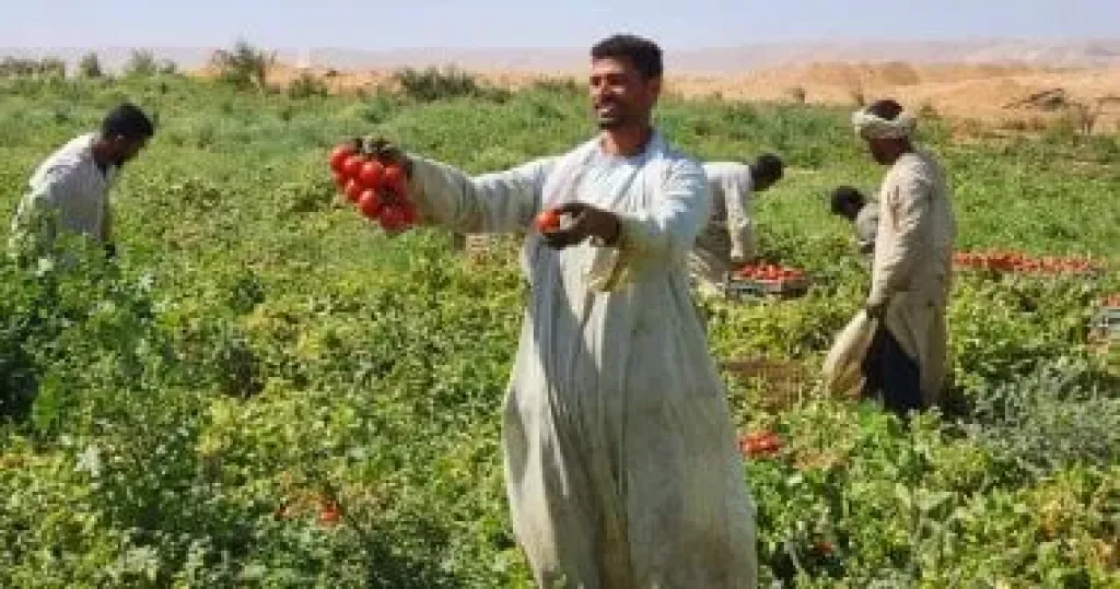 طماطم