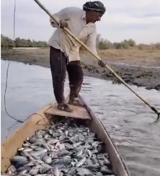 سمك