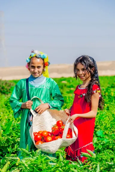مهرجان الطماطم 