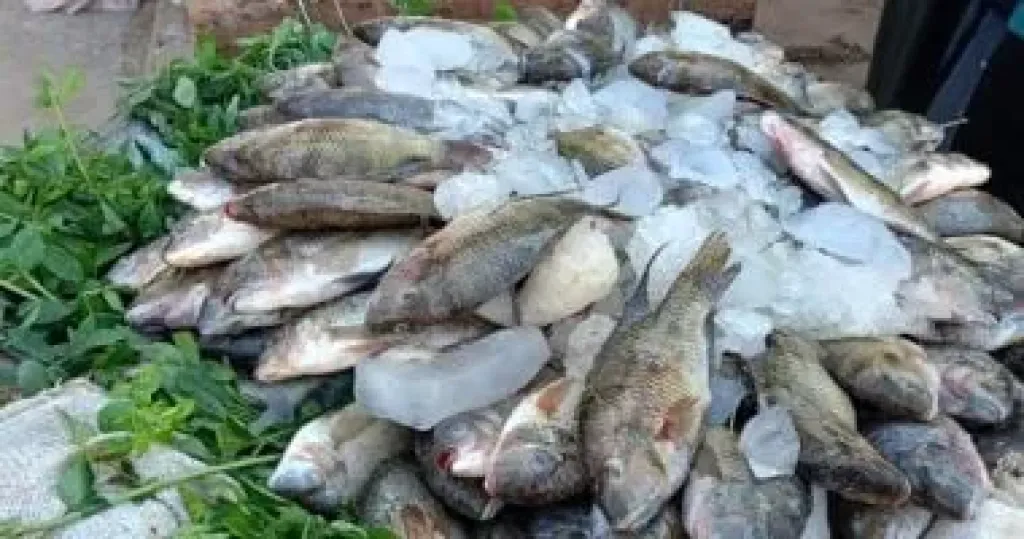 سعر السمك البلطى اليوم
