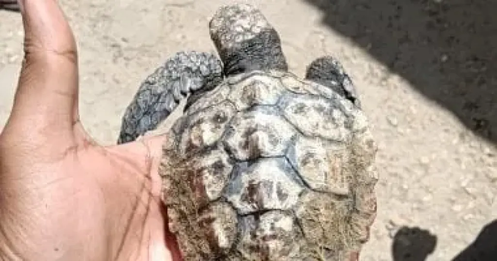 إنقاذ 4 سلاحف بحرية بدمياط