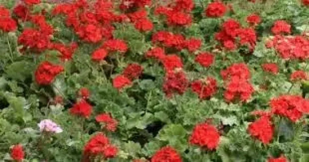 الربيع 