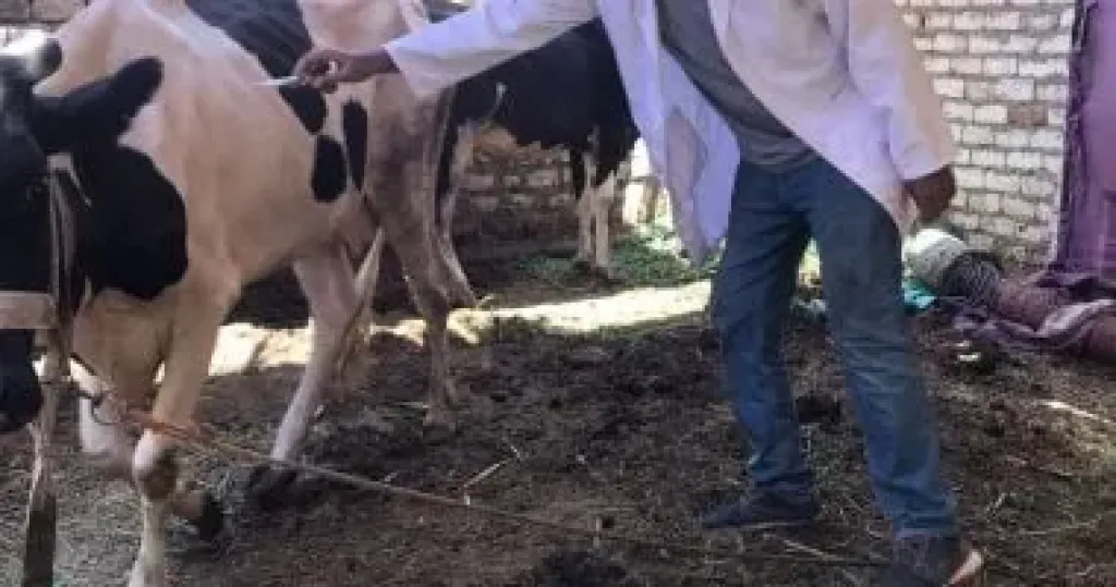 الحملة القومية للتحصين ضد أمراض الحمى القلاعية
