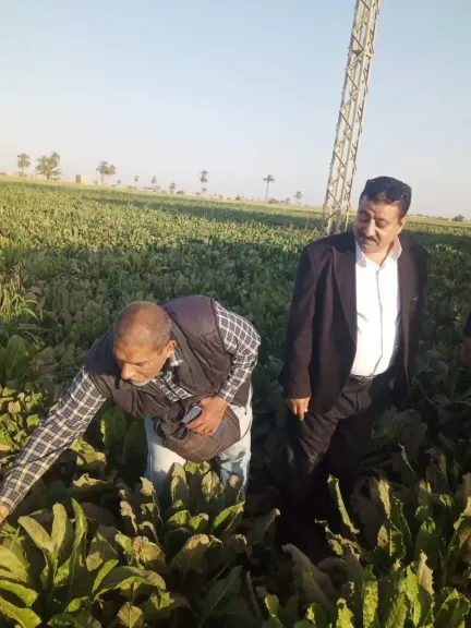 صوره راشفية 