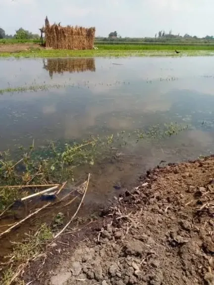 غرق أراضي زراعية بالمنوفية