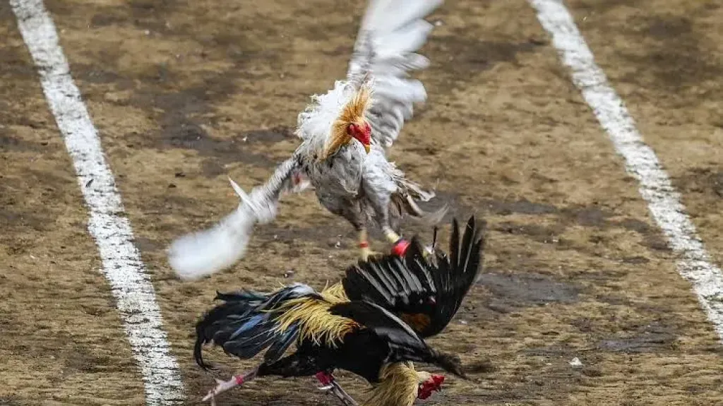 مصارعة الديوك