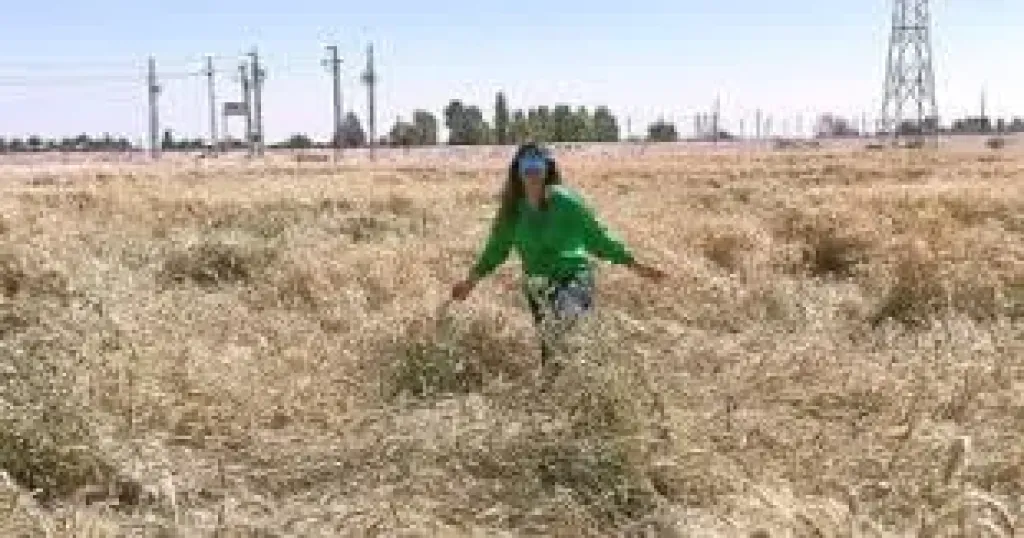 لقاء سويدان