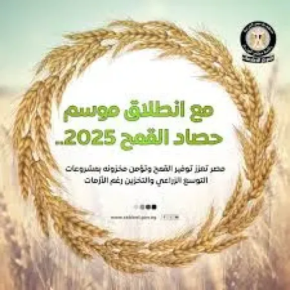 الانتاج المحلي من القمح