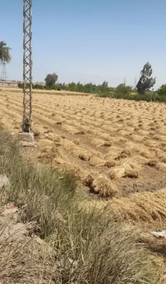حقول القمح
