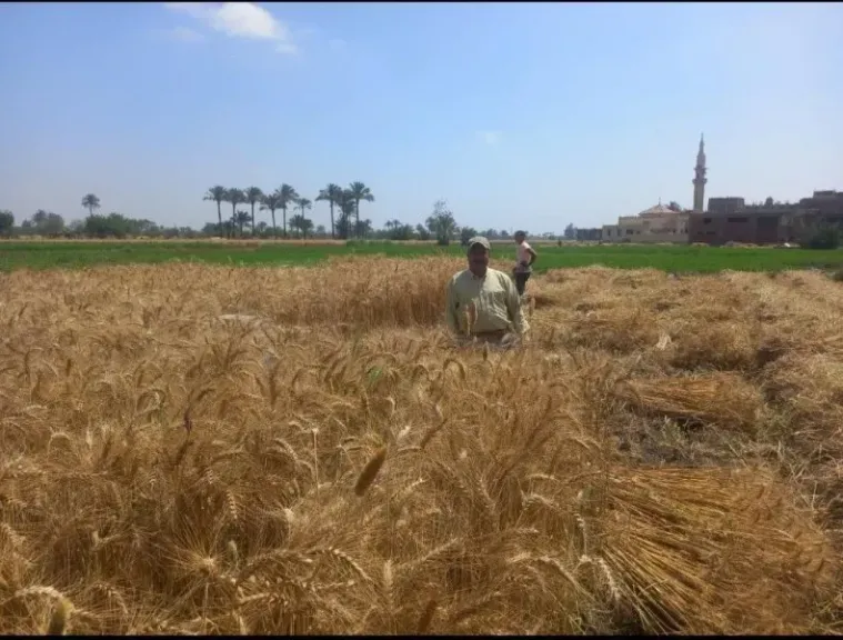 توريد القمح 