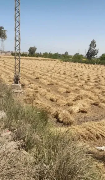 الزراعة