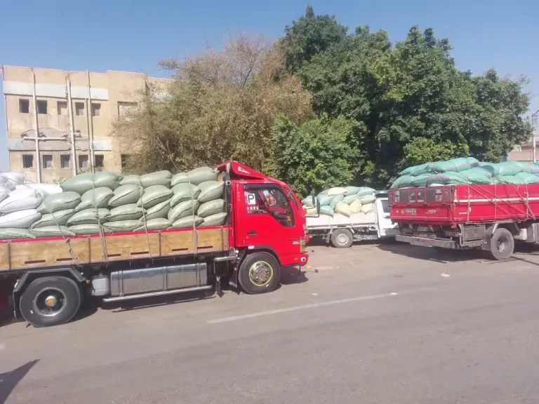 توريد القمح 