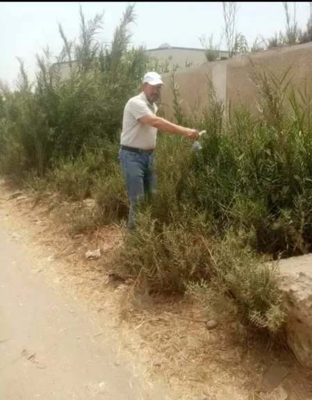 القوارض 