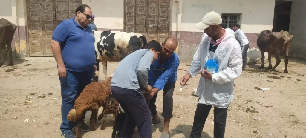  الحمى القلاعية 