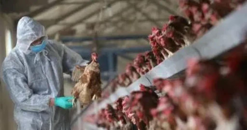 انفلونزا الطيور