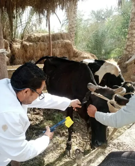 جانب من التحصينات 