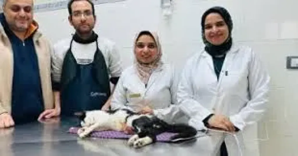 عملية جراحية لقط