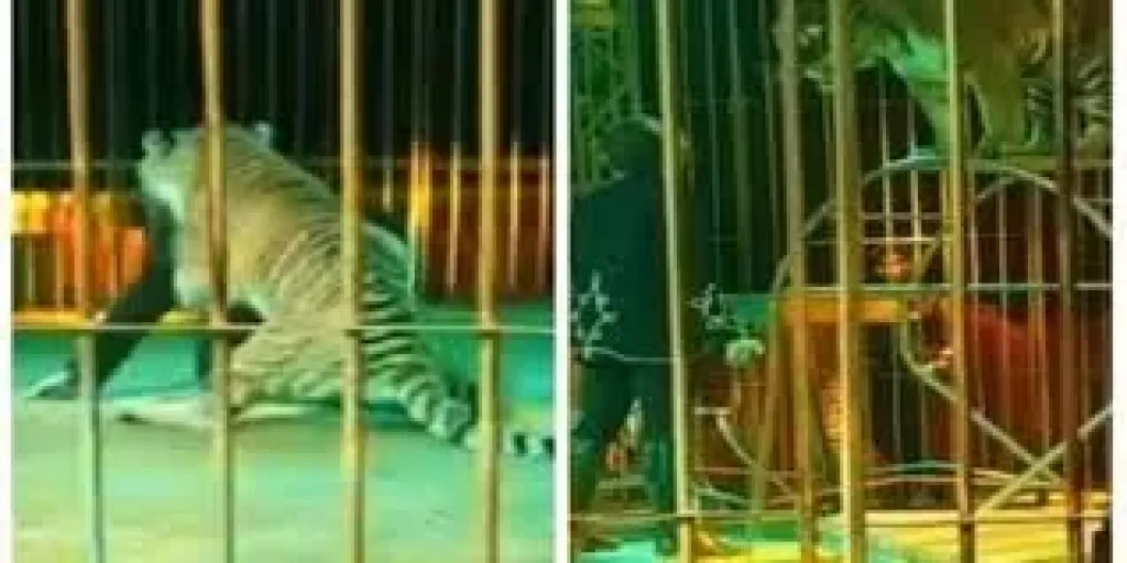 جانب من الواقعة
