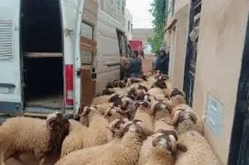 أضحية