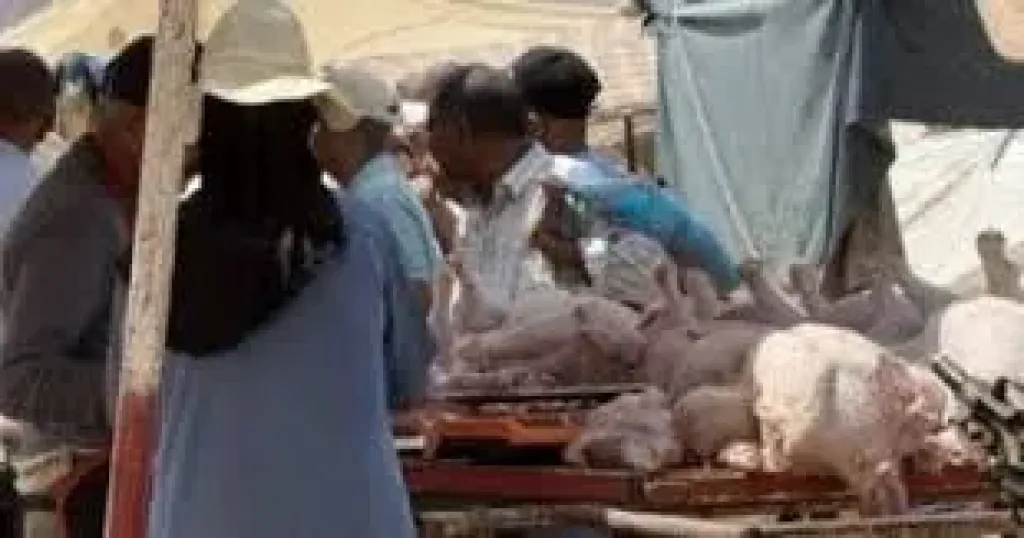 دبح الديك الرومي 