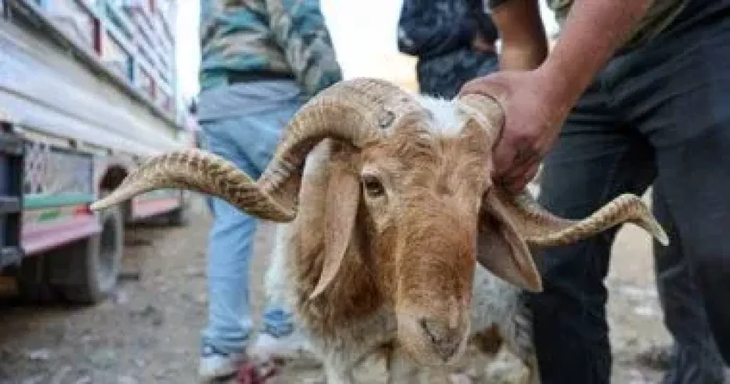 الأضحية - أرشيفية