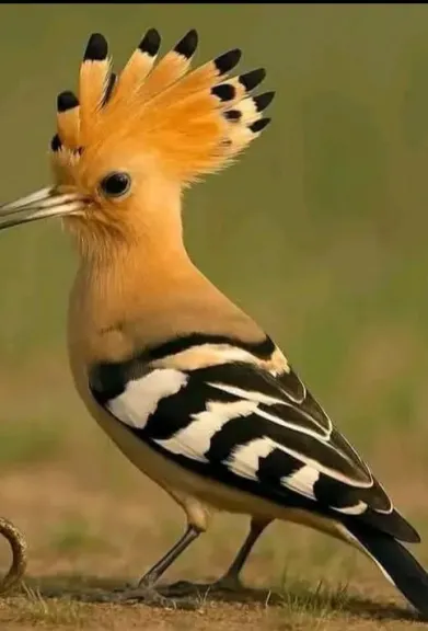 الهدهد