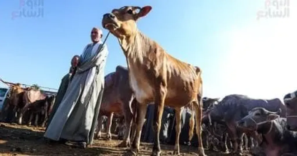 ذبح الأضحية - أرشيفية