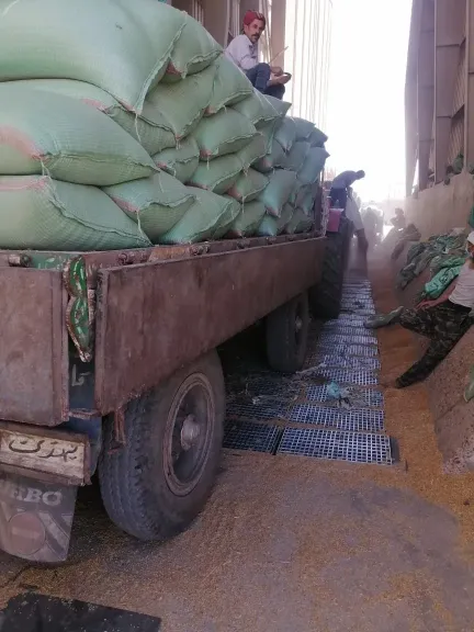 توريد القمح 