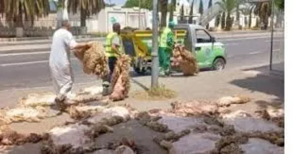 جلود الاضاحي